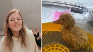 Adele Phillips, la mujer que hizo que naciera un pato de un huevo que compró en un supermercado