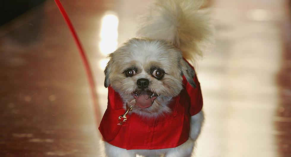El perro Shih Tzu fue criado por los chinos para parecerse a un león. (foto: getty images)