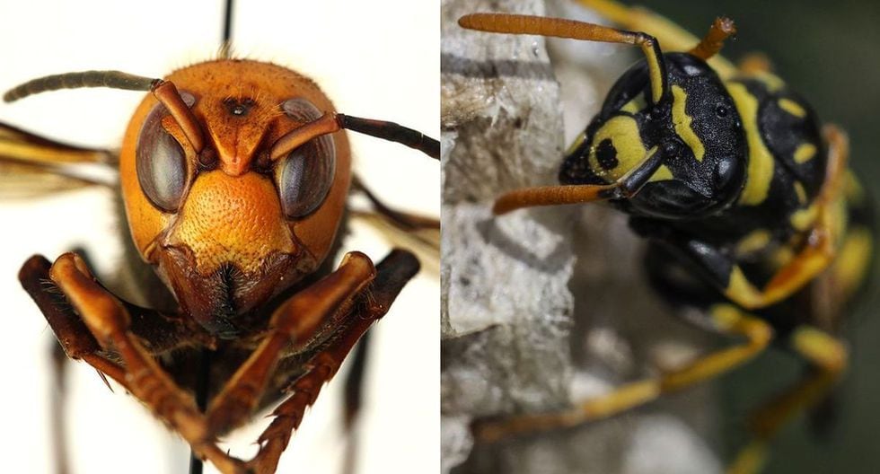 How to differentiate the Asian killer wasp from normal wasps? | Hornet ...