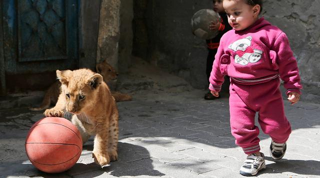 Dos cachorros de león viven con una familia en Gaza - 8