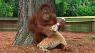 Orangután papá 'adopta' a tres pequeños tigres [VIDEO]