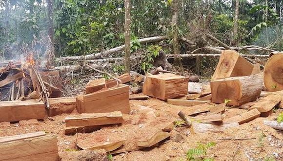 La mayoría de denuncias ambientales en Ucayali están relacionadas a la tala ilegal. Foto: SPDA.