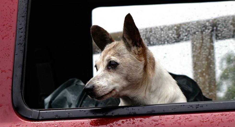 El hombre dejó al animal en el vehículo mientras realizaba un recado, pero, al parecer, la espera se le hizo demasiado larga al can. (Foto: Referencial/Pixabay)