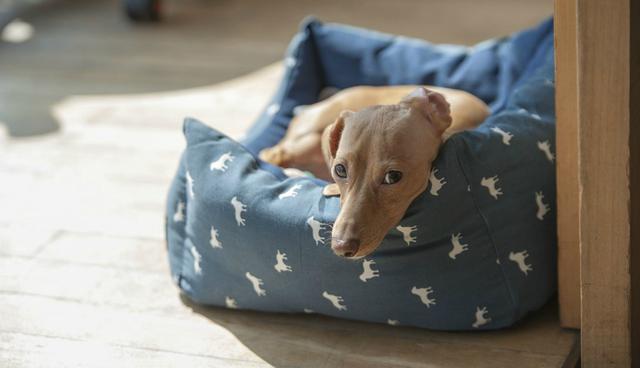 En Facebook se viralizó la historia de un can que sorprendió a su nueva familia tras recostarse en una cama por primera vez. (Foto: Referencial/Pixabay)