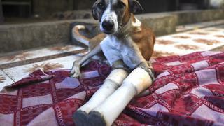 ‘Rocky’, la perrita callejera que casi muere desangrada en la India y que encontró un hogar en Gran Bretaña [FOTOS]
