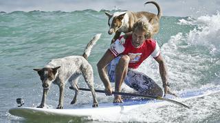 Perros adoptados causan sensación sobre las olas [FOTOS]