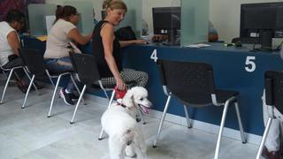 Magdalena: vecinos podrán ingresar a sede municipal acompañados de sus mascotas 