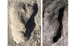 Identifican en Tanzania las huellas de un homínido desconocido que vivió hace 3,6 millones de años