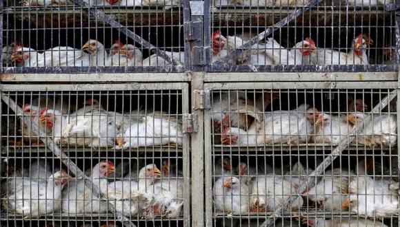 El caso en China se trata del primer contagio de gripe aviar H3N8 registrado entre humanos a nivel mundial. Sin embargo, las autoridades sanitarias consideran que "el riesgo de contagio es bajo" para otras personas.