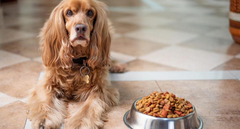 Aquí te dejamos algunos trucos para quitar los residuos de comida acumulados en el plato de tu perro para que queden limpios y relucientes. (Foto: Pixabay)