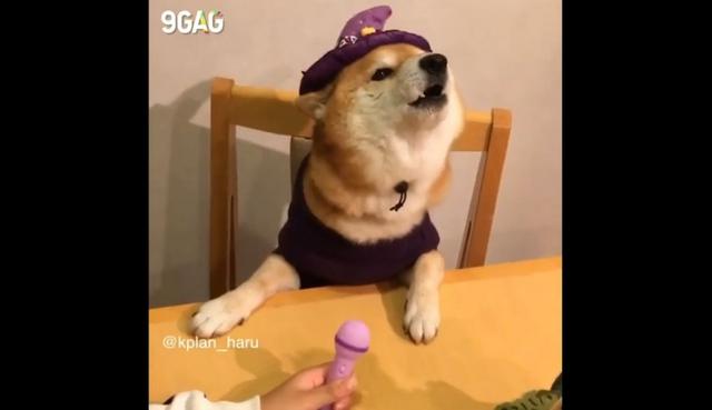 Un singular perro llamó la atención de los usuarios de Instagram. (Captura)