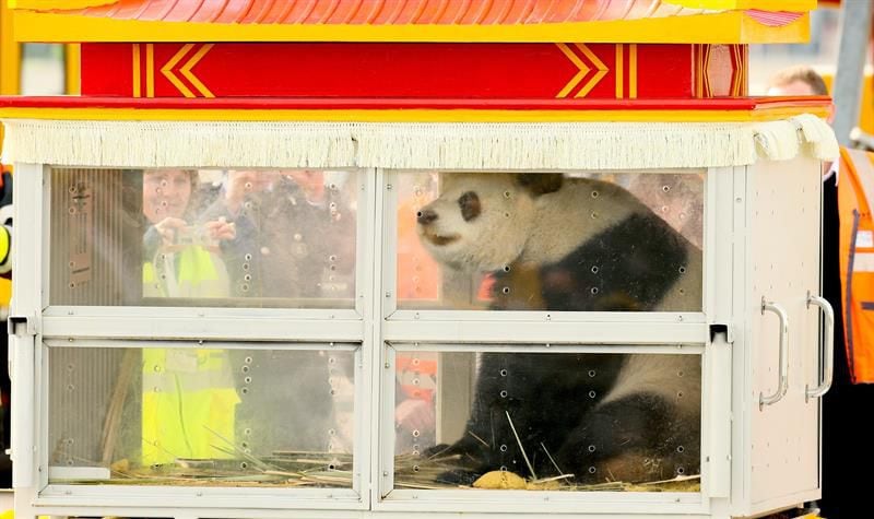 In 2019, Belgium received two pandas from China with head of state honors.