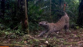 La frontera del jaguar: confirman presencia del felino en áreas protegidas de Perú, Ecuador y Colombia