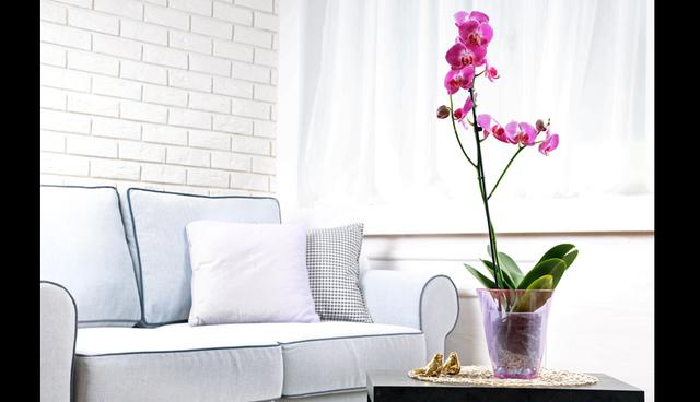Orquídea. Su agradable fragancia mejora la energía en el hogar y mejora el estado de ánimo. Se recomienda tenerla en el dormitorio, ya que limpiará el aire. (Foto: Shutterstock)
