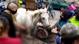 Indignación en Colombia: una yegua dio a luz en plena calle mientras tiraba de un carro