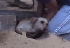 YouTube: rescatan a perrita preñada que fue enterrada viva | VIDEO