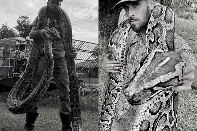 Una enorme serpiente pitón casi acaba con la vida de un cazador tras una brutal pelea en medio de los Everglades, la famosa y extensa reserva de humedales ubicada en el extremo sur del estado de Florida, Estados Unidos. (Fotos: Martin County Trapping & Removals + Martin County Wildlife Rescue en Facebook)