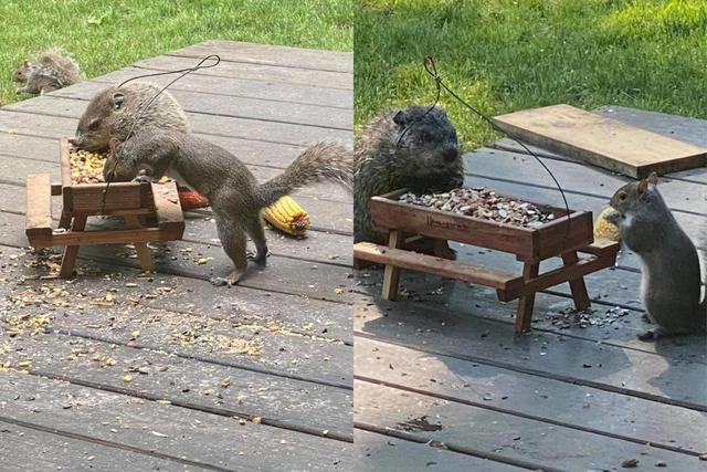 FOTO 1 DE 3 | Un video viral muestra cómo una marmota y una ardilla toman desayuno cada mañana en una mesa de picnic miniatura construida por los dueños de una casa. | Crédito: Storyful / YouTube. (Desliza a la izquierda para ver más fotos)