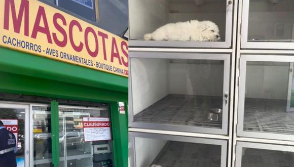 Veterinaria ubicada en la avenida Primavera, en Surco, fue clausurada por vender mascotas en malas condiciones. (Foto: Latina)