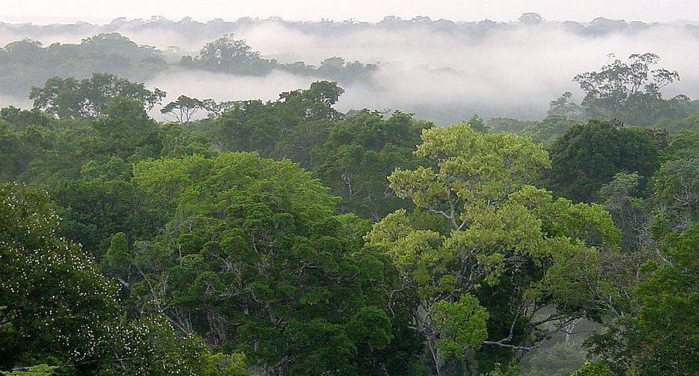 Hace varios cientos de años, la mata atlántica, de gran riqueza biológica, se extendía a lo largo de la costa brasileña, pero en la actualidad solo quedan astillas de ese bosque tropical. (Foto referencial: EFE)