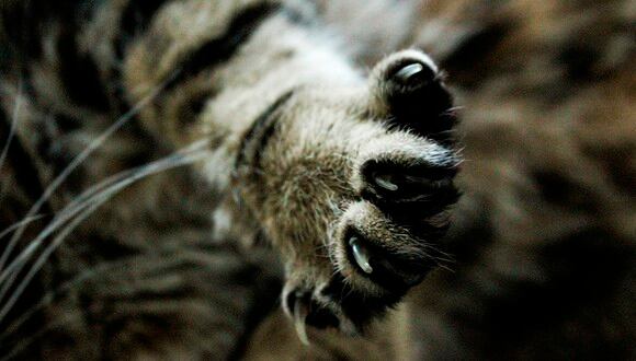 Un adolescente sufre un brote psicótico por una infección tras ser arañado por su gato. (Pixabay)