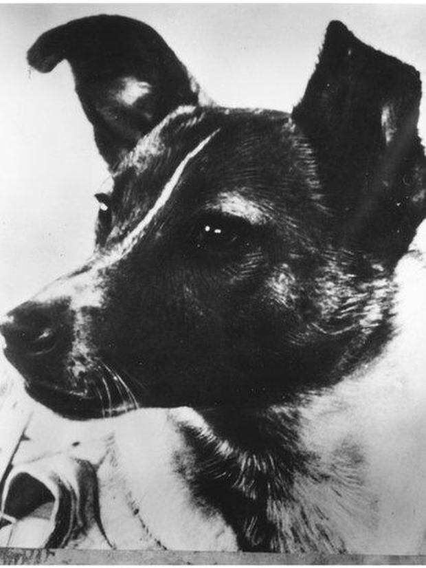 La increíble odisea de Laika la perrita pionera enviada a morir al