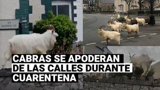 Cabras salvajes toman las calles de Gales durante cuarentena por COVID-19