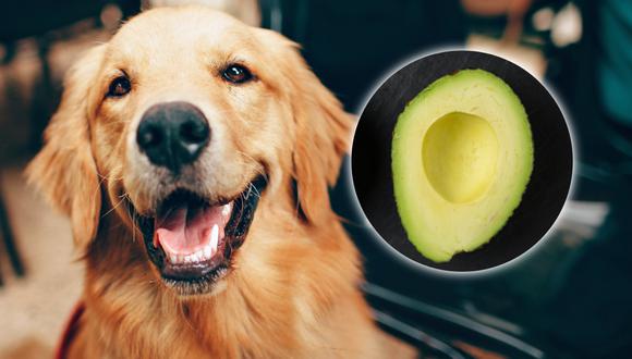 El aguacate no es gran aliado para la salud de tu perro. (Imagen: @FoodieFactor / @HelenaLopes)