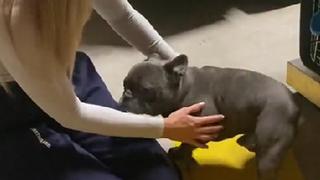 TikTok: el conmovedor reencuentro de una mujer con su bulldog tras 8 meses separados