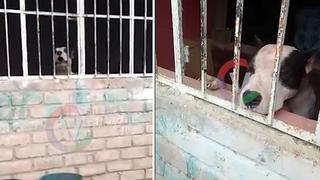 Cajamarca: mujer de 62 años muere tras ser atacada por perro de raza pitbull