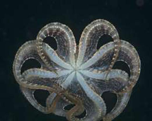 5 trucos que hace en la vida real el pulpo de "Buscando a Dory" - 3