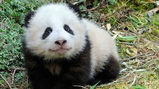 ​El panda gigante deja de estar en peligro de extinción