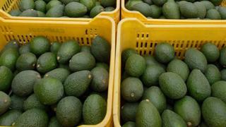 La palta es el producto agroindustrial más exportado