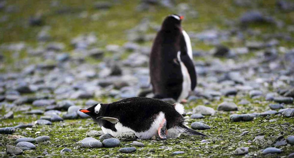 Fotografía de pingüinos entre muestras de musgo y pasto que hacen parte de una investigación sobre microorganismos promotores del crecimiento vegetal en la Antártida. (Foto: EFE/ Federico Anfitti)