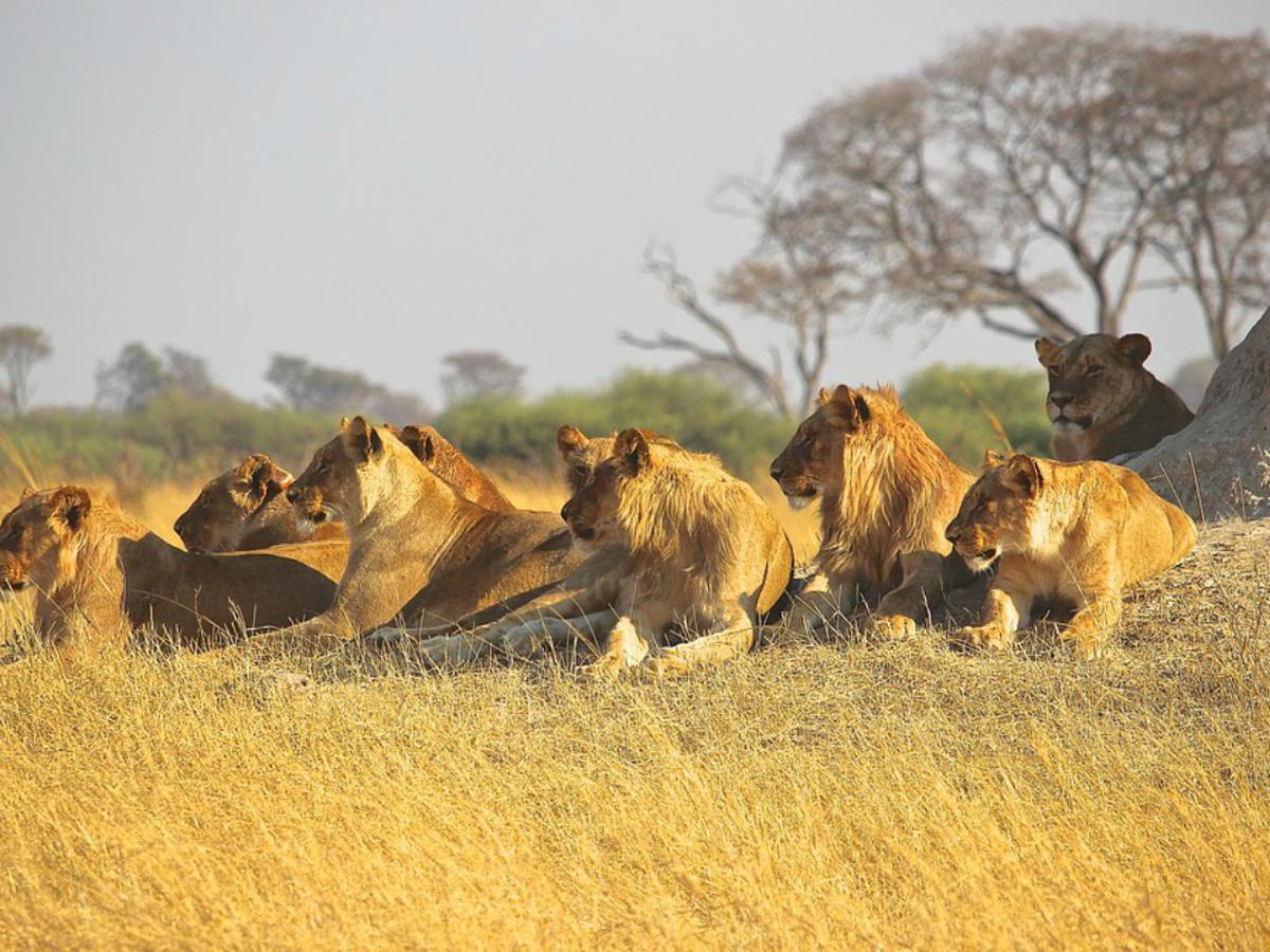 Facebook viral | Turistas captan el instante en que un león líder de manada  expulsa a un familiar suyo | Video | FB | Animales | Insólito | Tendencias  | Zoo | VIRALES | MAG.