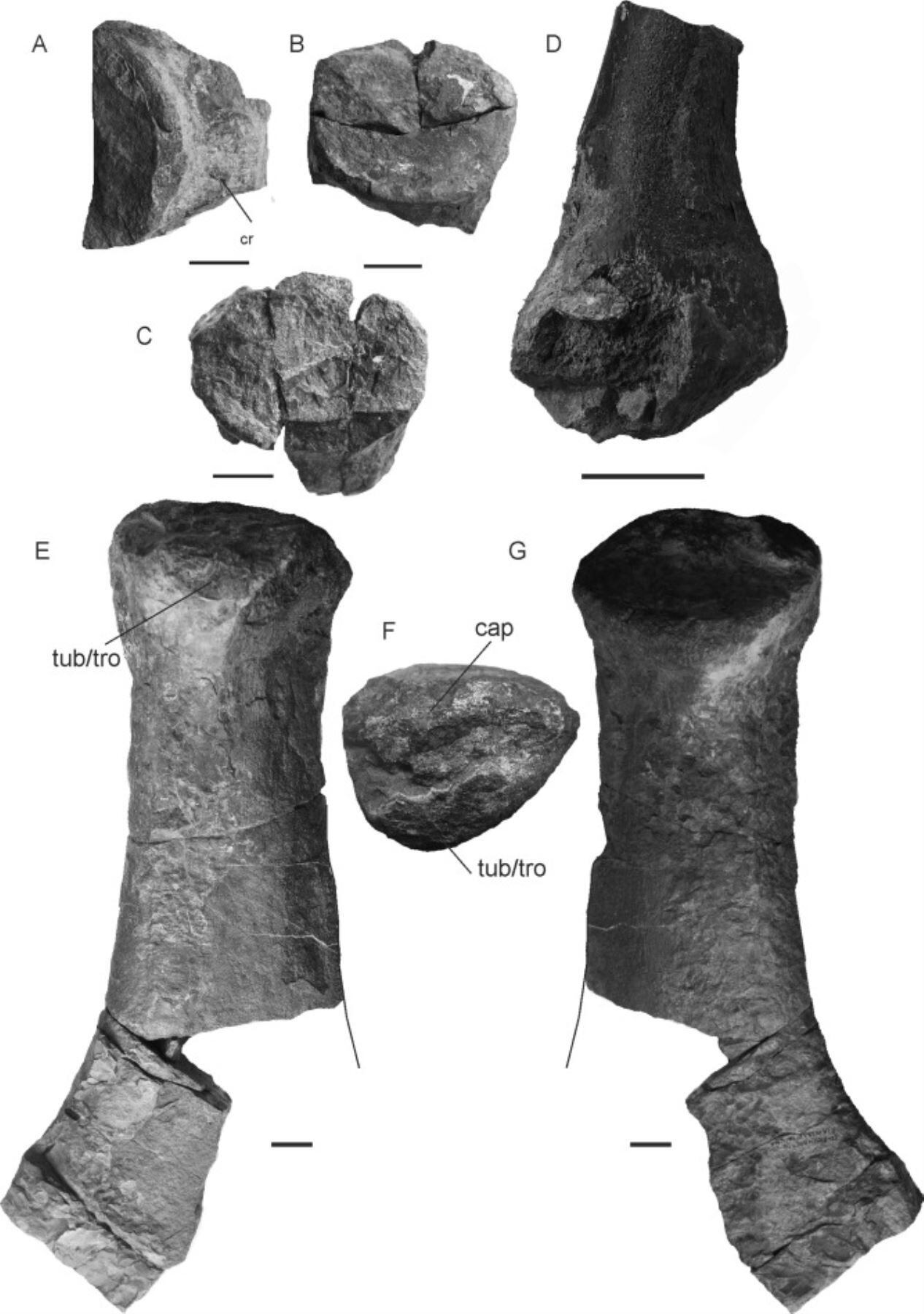 La imagen muestra las partes de plesiosaurio que fueron halladas por los investigadores. (Cretaceous
Research/UNMSM)