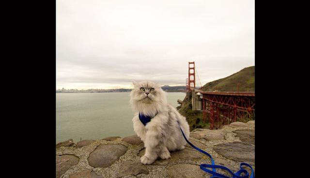 Gandalf. Es un bonito gato siberiano con un gran espíritu aventurero. Viaja mucho por Estados Unidos y lo que más le gusta son los grandes paisajes y la naturaleza. (Foto: Instagram/ @ganddygram)