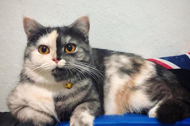 El aspecto de la gata ha impresionado bastante a miles de usuarios en redes sociales. (Instagram: wendytwofacescat)