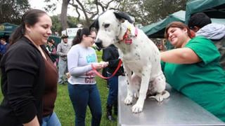 Próximas actividades para realizar con tu mascota en Lima