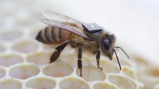 Colocan microsensores para saber por qué mueren las abejas