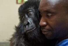 Ndasaki, la gorila que fue salvada de la orfandad y que falleció a los 14 años en brazos de su mejor amigo