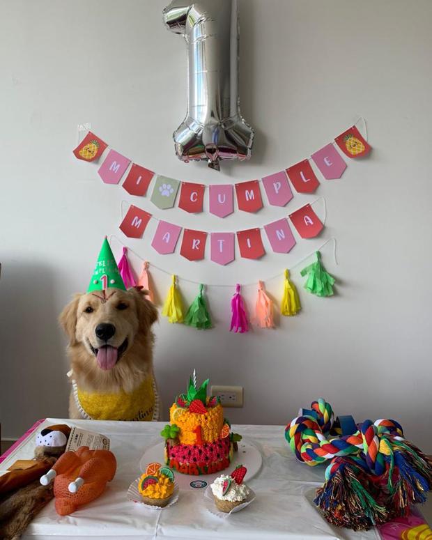 WUF: 5 pasos para organizar el cumpleaños de tu perro en casa | WUF | EL  COMERCIO PERÚ