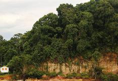 COP23: el Perú y los bosques amazónicos como eje del desarrollo sostenible 