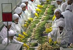 Perú: 60% agroexportadoras realizan envíos por más de US$ 1 millón