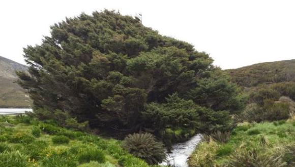 Este ejemplar de pícea de Sitka no tiene a ningún otro árbol en 200 kilómetros a la redonda. (Foto: Pavla Fenwick)