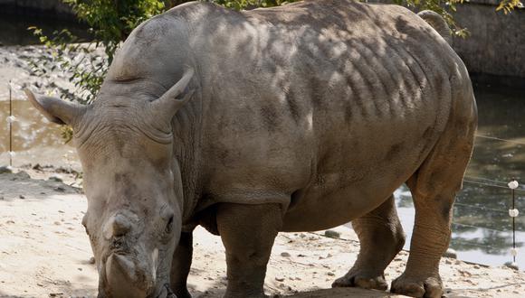 Los rinocerontes se encuentran en peligro de extinción. (Foto: EFE)