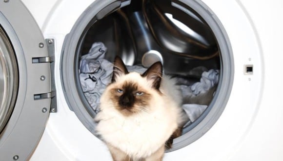 Gata de dos años pasó desapercibida en una lavadora en marcha. (Imagen referencial: Pixabay)