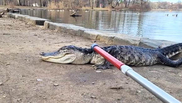 El caimán que fue encontrado en Prospect Park, en Brooklyn. (NYC Parks)