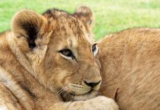 África Occidental y Central pueden perder la mitad de sus leones en 20 años