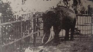 El día que un elefante del antiguo zoológico de la Exposición mató a un japonés